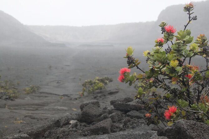 Hilo Cruise Ship Excursion: Volcanoes National Park Rainbow Falls - Who Should Consider This Tour?