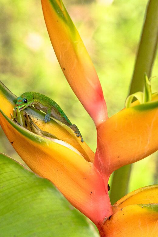Hilo: Gardens, Waterfalls & Farmers Market Shore Excursion - Who Should Consider This Tour?