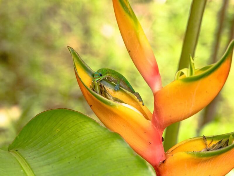 Hilo: Gardens, Waterfalls & Farmers Market Shore Excursion - Final Words