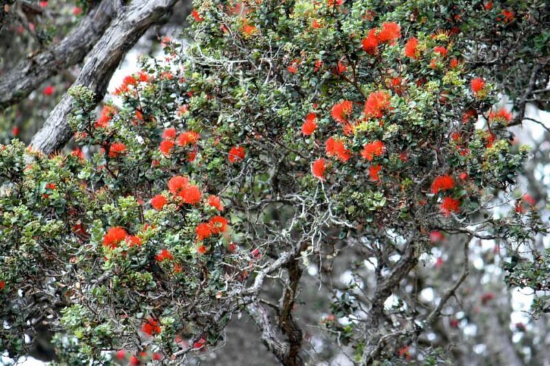 Hilo: Hawaii Volcanoes National Park and Hilo Highlights - The Sum Up