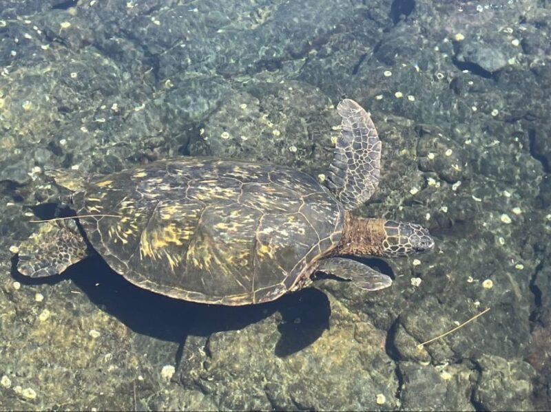 Hilo: Sea Turtle Lagoon and Black Sand Beach Snorkel - An Overview of the Experience