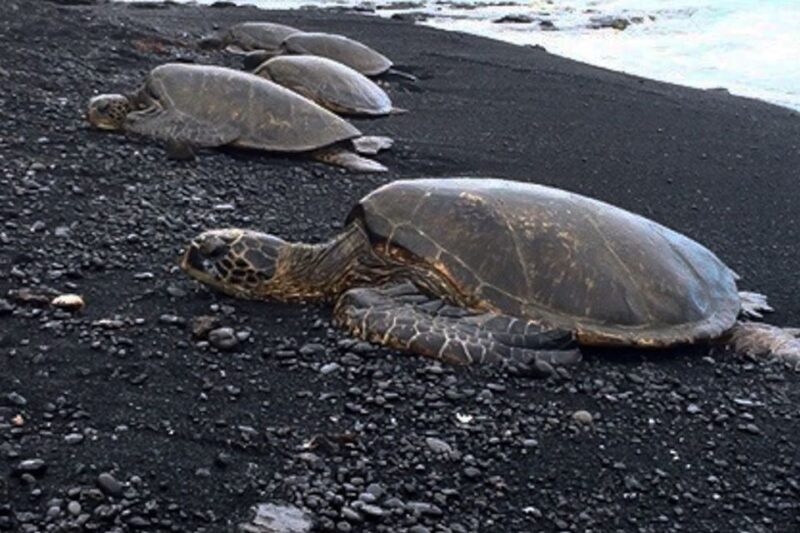 Hilo: Sea Turtle Lagoon and Black Sand Beach Snorkel - The Value of the Tour