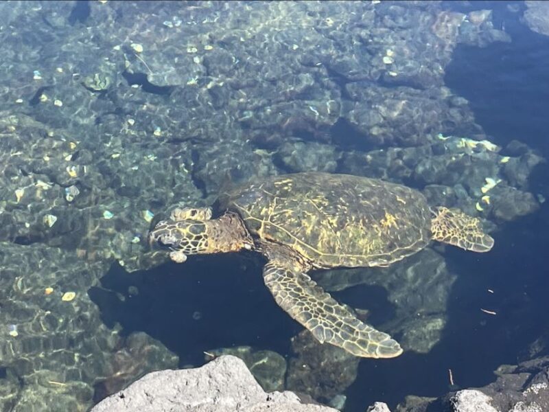 Hilo: Sea Turtle Lagoon and Black Sand Beach Snorkel - Who Should Sign Up?