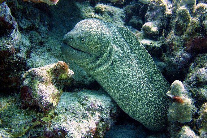 Hilo's Remote Tropical Reef 2 Tank Boat Dive - What to Expect from the Hilo Remote Tropical Reef Dive