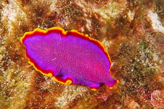 Hilo's Remote Tropical Reef 2 Tank Boat Dive - The Dive Sites & Underwater Wonders