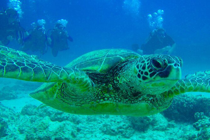 Hilo's Remote Tropical Reef 2 Tank Boat Dive - FAQ