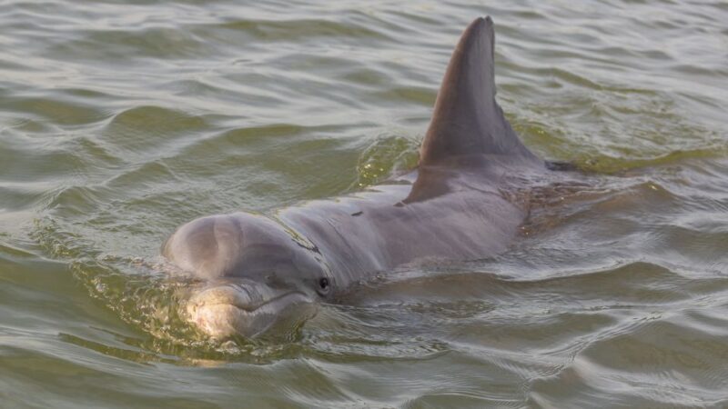 Hilton Head: 2 Hour Large Group Tour (7-20 people) - The Sum Up