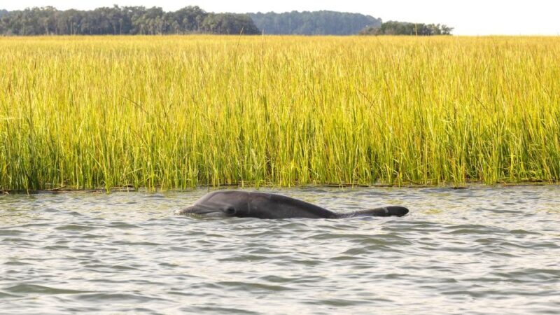 Hilton Head: 2 Hour Private Dolphin Tour - An Authentic Look at the Private Dolphin Tour Experience