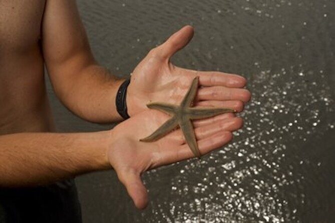 Hilton Head Dolphin Tour with Stop at Disappearing Island - Authentic Experiences from Reviews