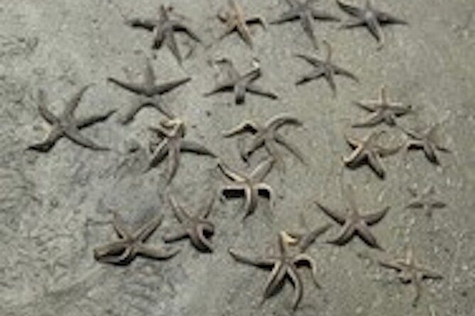 Hilton Head Dolphin Tour with Stop at Disappearing Island - FAQs