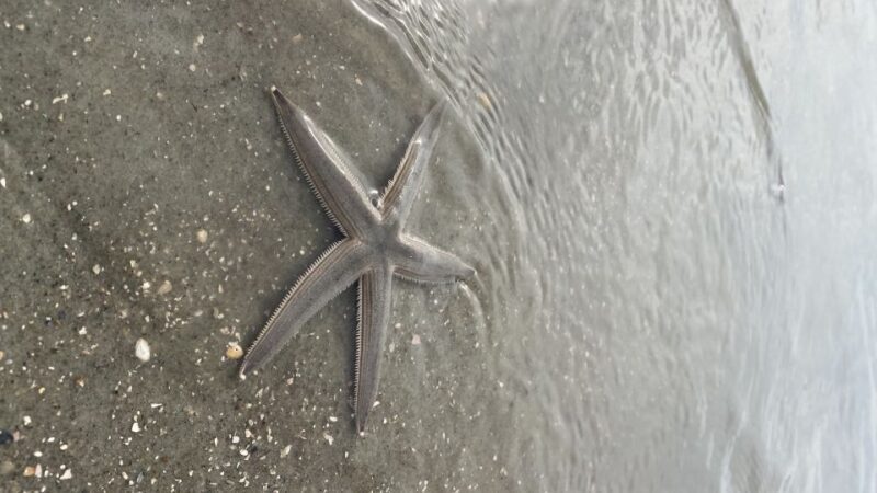 Hilton Head: Guided Disappearing Island Tour by Mini Boat - Final Thoughts