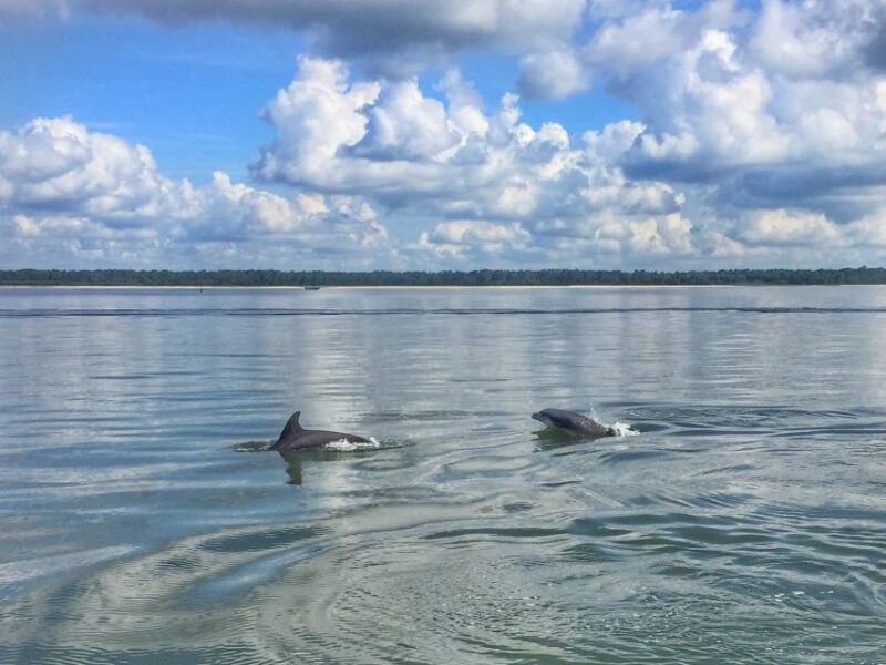 Hilton Head Island: 1.5-Hour Guided Small-Group Kayak Tour - Price and Value: Is It Worth It?