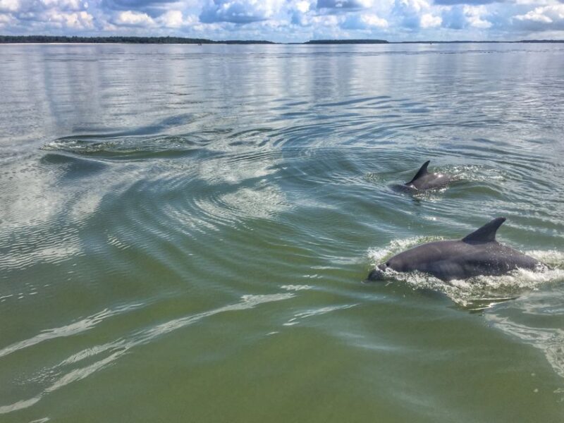 Hilton Head Island: 2-Hour Guided Creek Cat Tour - FAQ