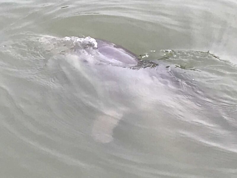 Hilton Head Island: 90-Minute Dolphin & Nature Tour - Who Would Enjoy This Experience?