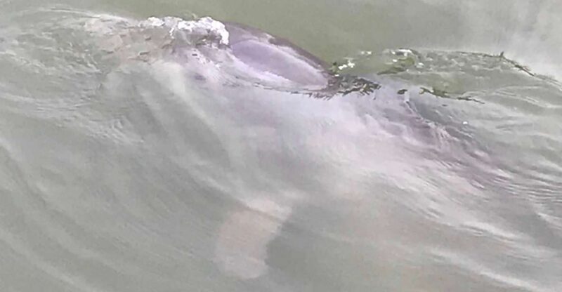 Hilton Head Island: 90-Minute Dolphin & Nature Tour - Source
