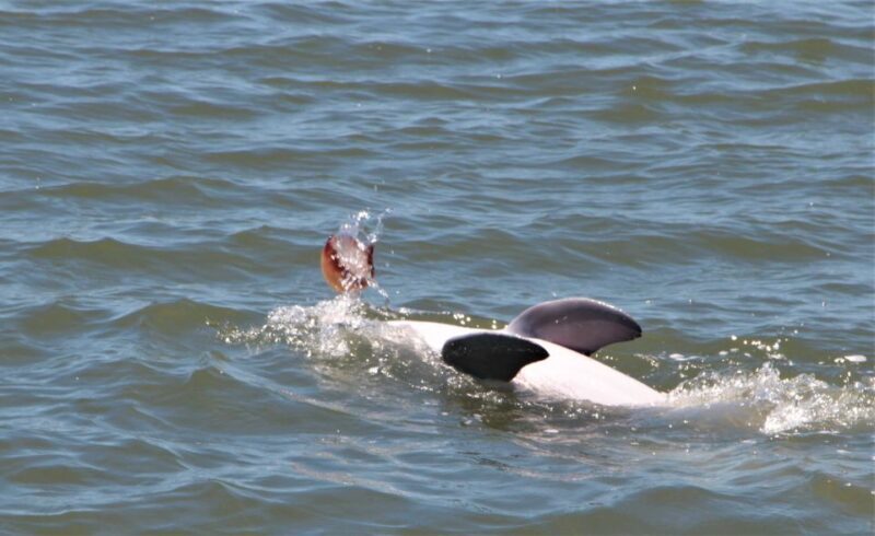 Hilton Head Island: Daytime Dolphin Watching Boat Tour - Introduction: What You Can Expect from the Dolphin Tour