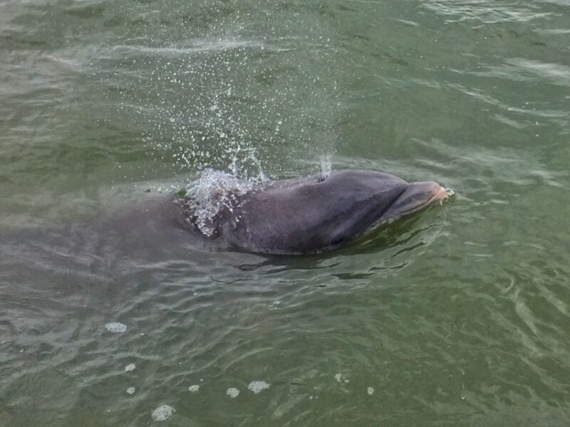 Hilton Head Island: Daytime Dolphin Watching Boat Tour - Authentic Reviews from Satisfied Travelers