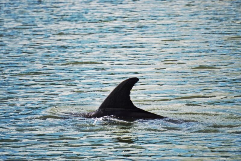 Hilton Head Island: Disappearing Island and Dolphin Tour - An Authentic Water-Based Adventure