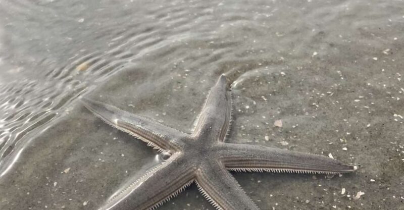 Hilton Head Island: Disappearing Island and Dolphin Tour - Detailed Itinerary and What to Expect