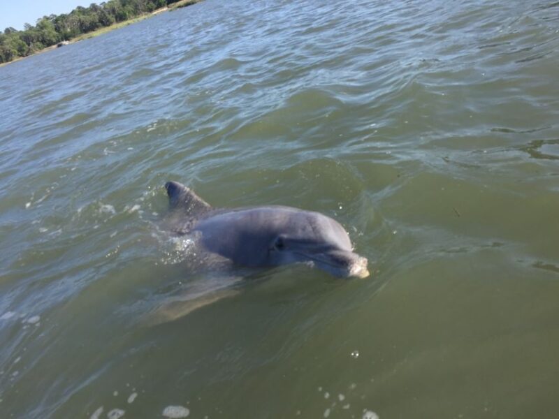 Hilton Head Island: Disappearing Island and Dolphin Tour - FAQ
