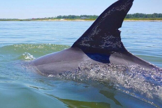 Hilton Head Island Dolphin Boat Cruise - The Itinerary: What to Expect