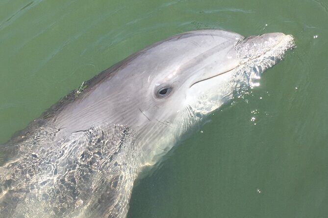 Hilton Head Island Dolphin Boat Cruise - Practical Details and Tips