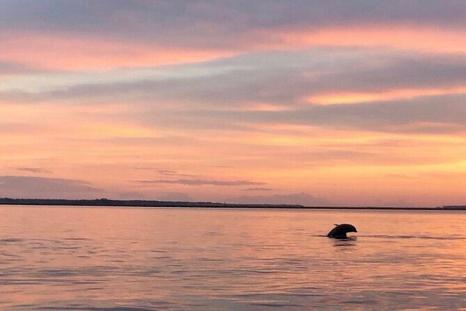 Hilton Head Island Dolphin Boat Cruise - Final Thoughts