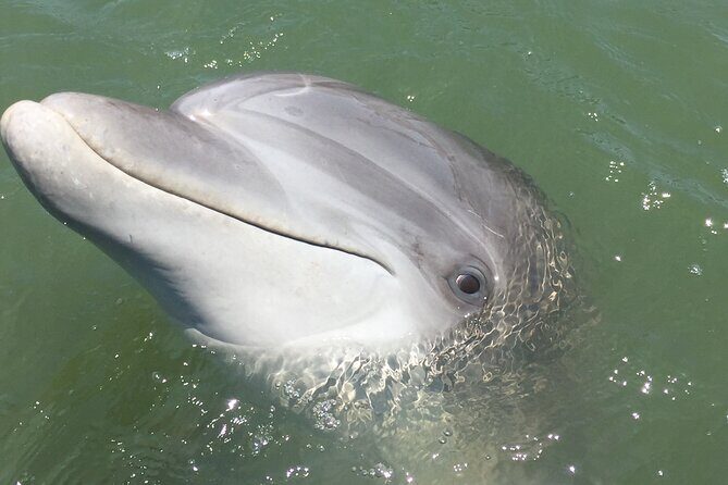 Hilton Head Island Dolphin Boat Cruise - FAQ