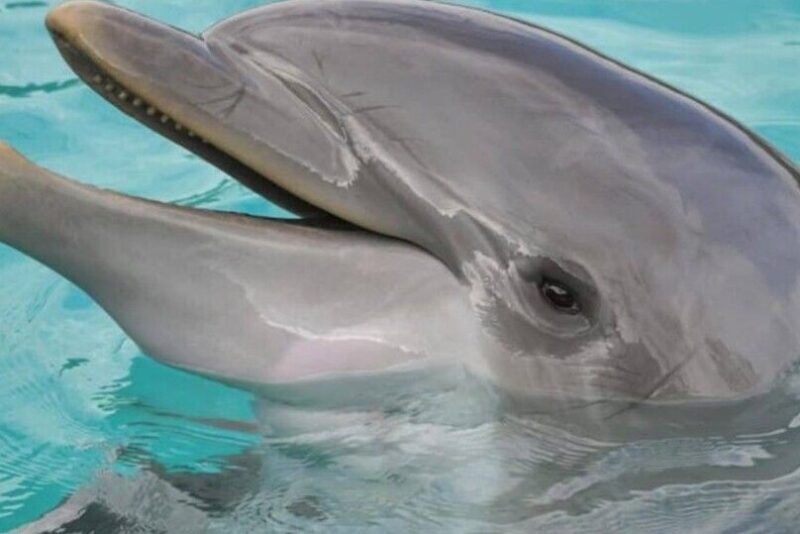 Hilton Head Island: Dolphin Cruise & Nature Tour - A Well-Balanced Look at the Hilton Head Dolphin & Nature Tour