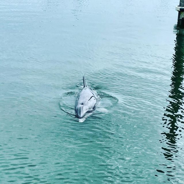Hilton Head Island: Dolphin Cruise & Nature Tour - Final Thoughts