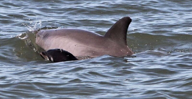 Hilton Head Island: Dolphin Watching Cruise with Donuts - An Authentic Look at Hilton Head’s Waterways