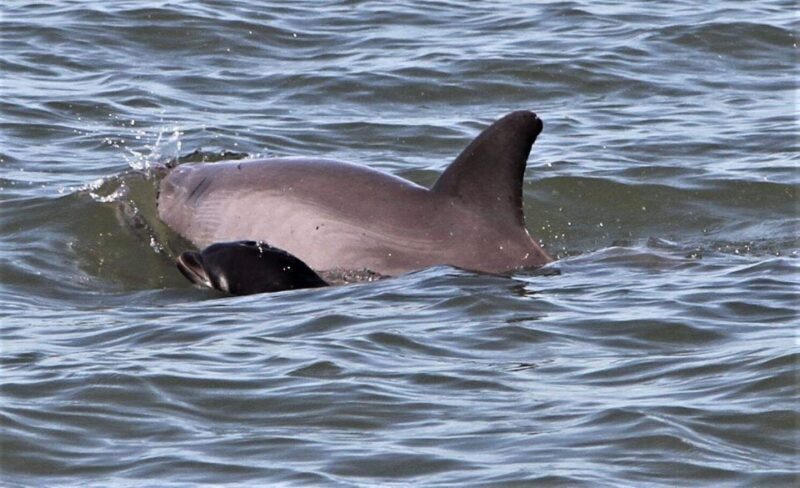 Hilton Head Island: Dolphin Watching Cruise with Donuts - The Value of the Experience