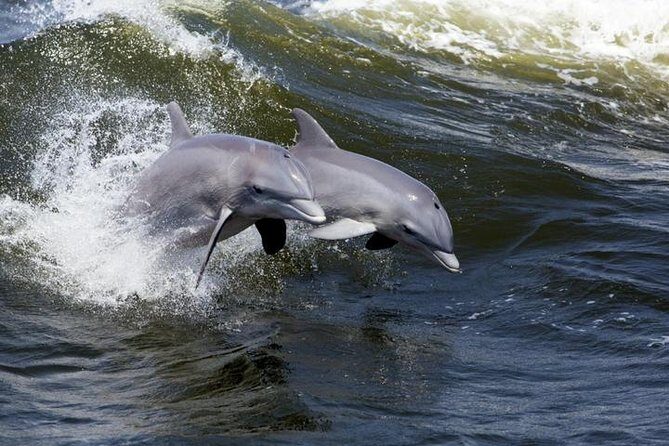 Hilton Head Island Dolphin Watching Nature Cruise - Final Thoughts: Is the Hilton Head Dolphin Watching Cruise Worth It?