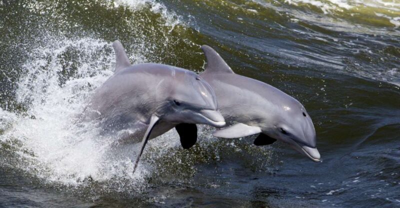 Hilton Head Island: Ocean Dolphin Cruise - The Practical Side: What You Need to Know