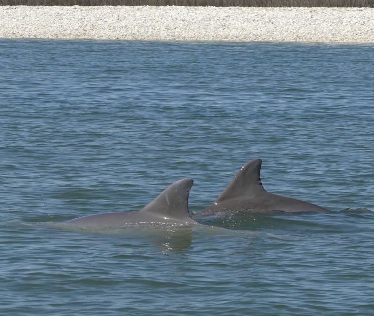 Hilton Head Island: Private Dolphin and Nature Tour - An In-Depth Look at Hilton Head’s Private Dolphin and Nature Tour