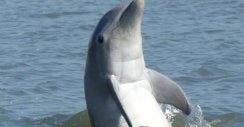 Hilton Head Island: Private Dolphin and Nature Tour - Final Thoughts