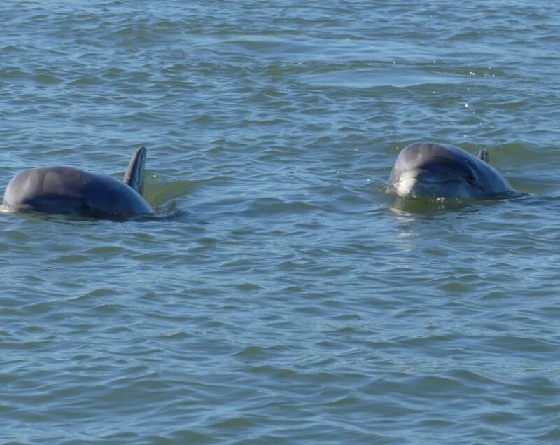 Hilton Head Island: Private Dolphin and Nature Tour - FAQ