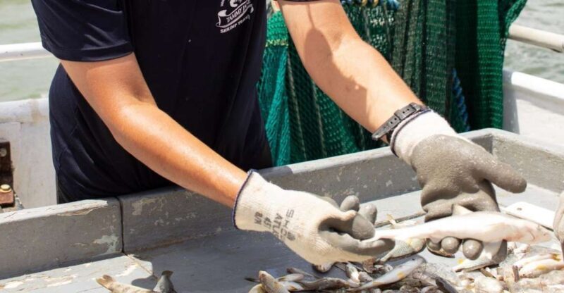 Hilton Head Island: Shrimp Trawling Boat Tour - Final Thoughts: Is This Tour Worth It?