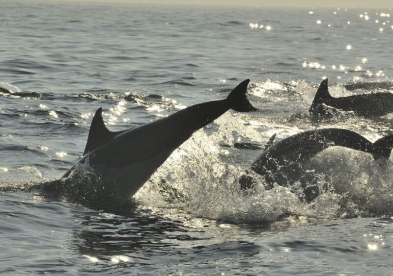 Hilton Head Island: Sunset Dolphin Cruise - FAQ