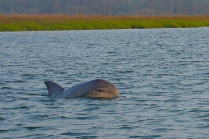 Hilton Head Island Sunset Dolphin Tour - Transport, Group Size, and Value