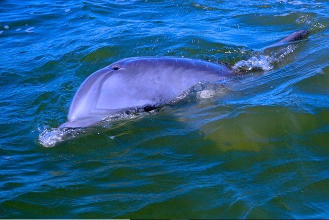 Hilton Head Morning Dolphins & Donuts Cruise - What the Tour Offers: An Authentic Look at Hilton Head from the Water