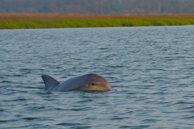 Hilton Head Morning Dolphins & Donuts Cruise - The Experience: What Travelers Say