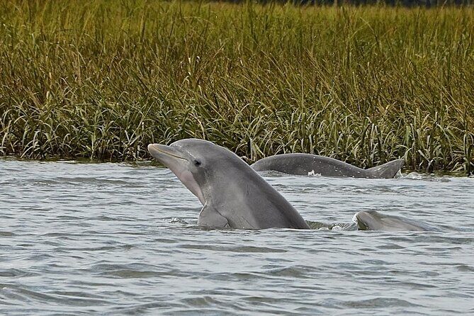 Hilton Head Outback Boat and Kayak Adventure - Introduction: A Unique Way to Experience Hilton Head’s Nature