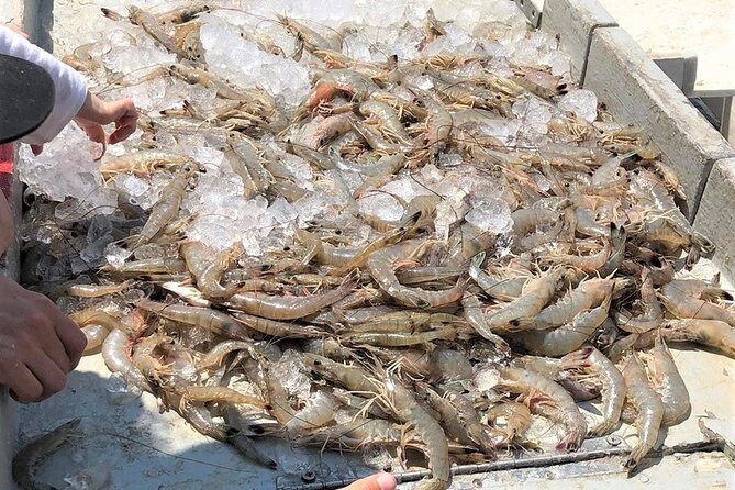 Hilton Head Shrimp Trawling Boat Cruise - An In-Depth Look at the Hilton Head Shrimp Trawling Cruise