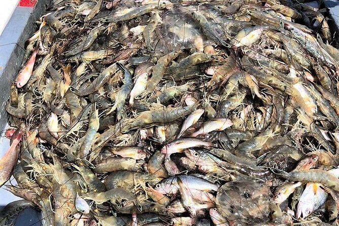 Hilton Head Shrimp Trawling Boat Cruise - Final Word