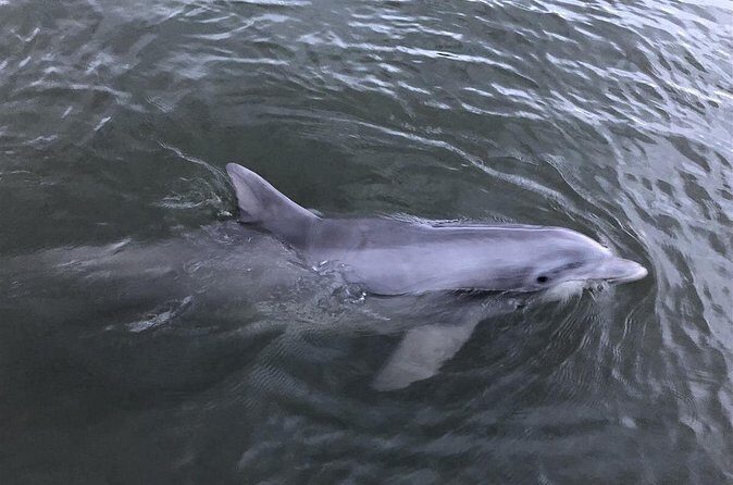 Hilton Head Vanishing Island & Beachcombing Cruise - An In-Depth Look at the Experience