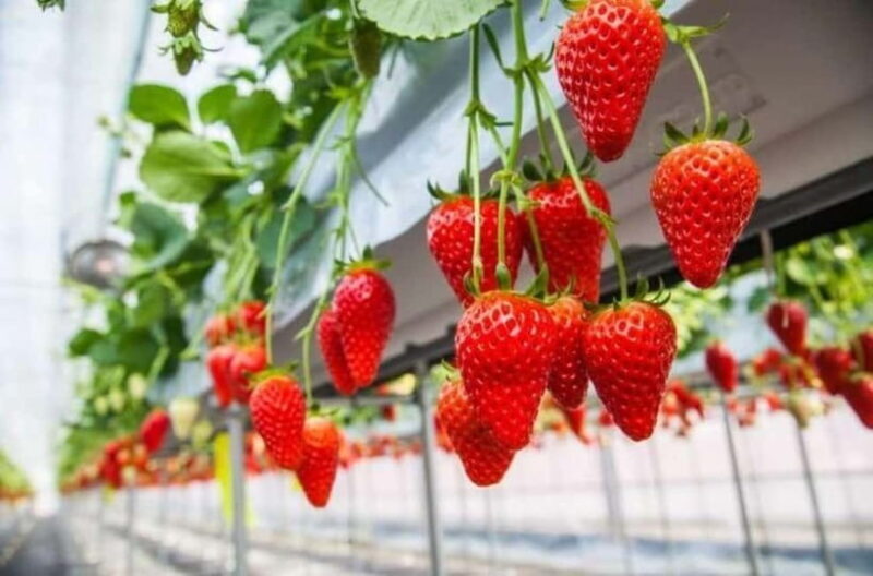 Himeji: Rural Cultural Tour with Strawberry Picking - An In-Depth Look at the Experience