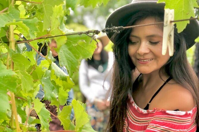 Hinterland Heritage Wine Tour - An Introduction to the Hinterland Heritage Wine Tour