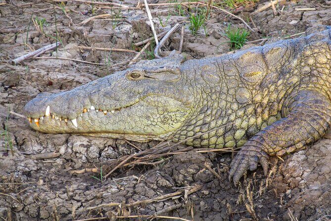 Hippo and Croc Boat Cruise in Saint Lucia with collection - In-Depth Breakdown of the Itinerary