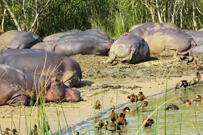 Hippo and Croc Boat Cruise in Saint Lucia with collection - Authentic Experiences from Travelers
